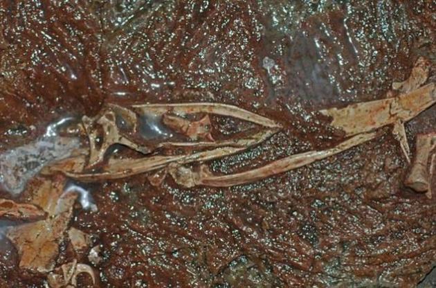 Палеонтологи нашли в Китае останки птицеподобного динозавра