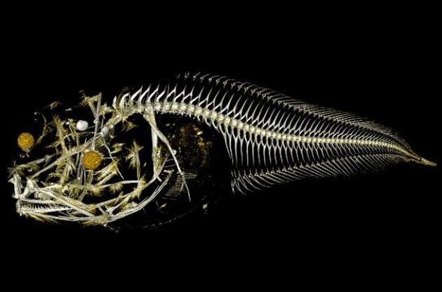 Ученые обнаружили три новых вида рыб-слизней