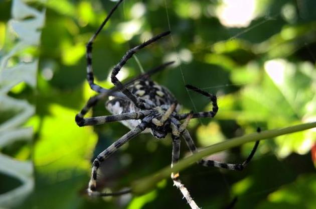 Вчені запропонували лікувати нейродегенеративні захворювання за допомогою отрути павуків