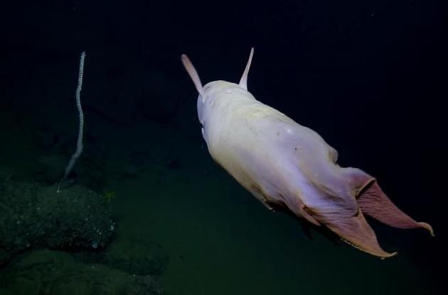 Вчені зняли на відео глибоководного вухатого восьминога