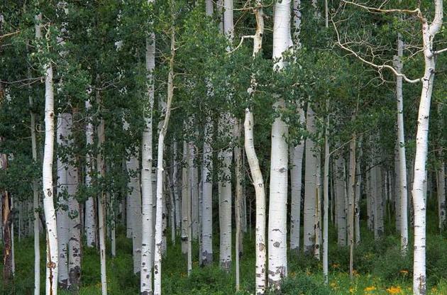 Крупнейшая колония осин находится под угрозой вымирания