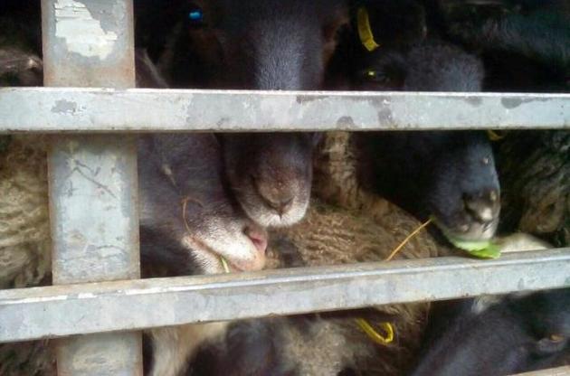 Три области могут оказаться в карантине из-за фуры с овцами