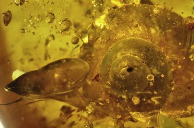 Вчені виявили в бурштині равлика віком майже 100 мільйонів років