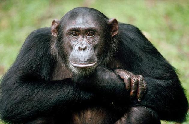 Шимпанзе виявилися здатні ділитися їжею