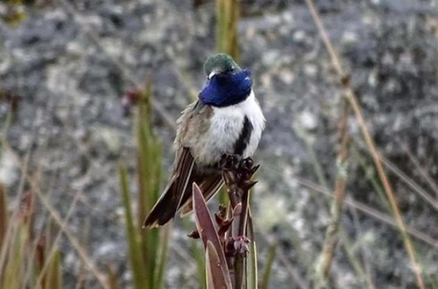 Птица может съесть нектара в два раза больше собственного веса