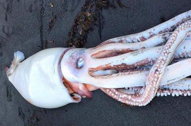 В Новой Зеландии найден гигантский кальмар