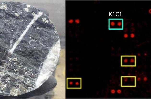 Ціанобактерії здатні вижити без сонячного світла