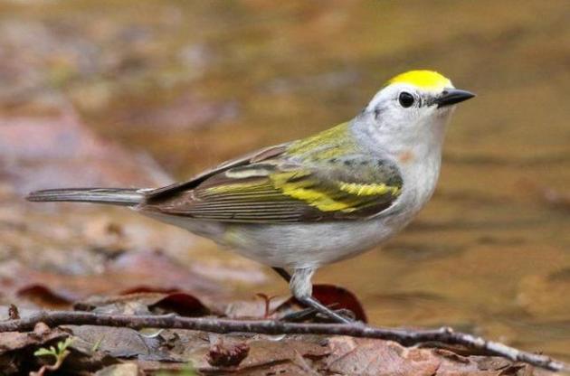 Ученые обнаружили в дикой природе птицу-гибрид трех видов