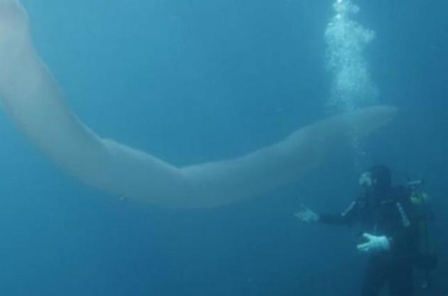 Довжина піросоми сягала восьми метрів