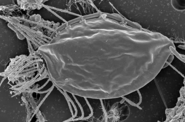 Вчені виявили невідомі мікроорганізми
