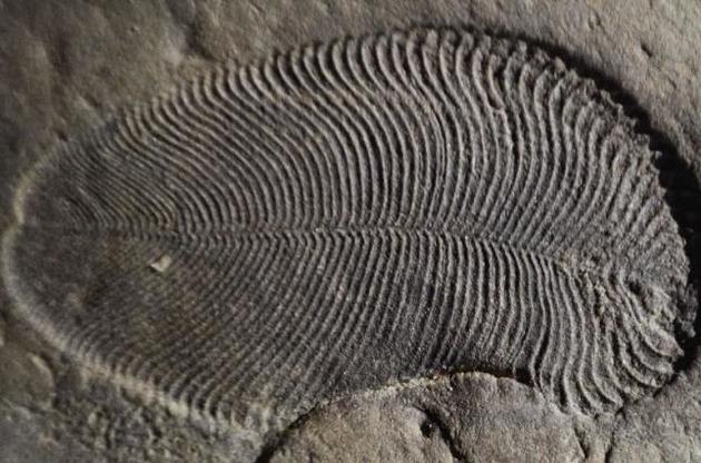 Загадкові стародавні істоти виявилися багатоклітинними тваринами