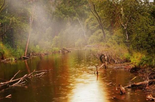 Короткі кроки дозволяють пігмеям швидше пересуватися по джунглях