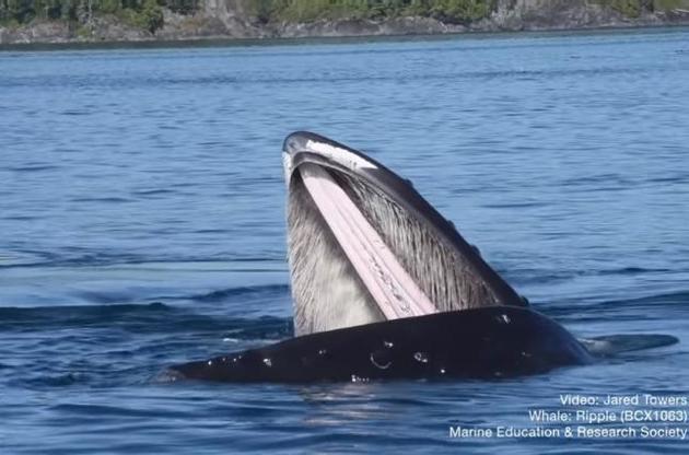 Ученые сняли на видео уникальную тактику охоты китов