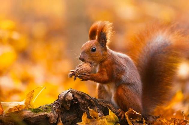 Вночі 30 жовтня у столиці температура не опустилася нижче +12,2&deg;С