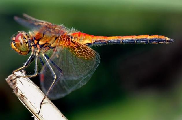 Вчені заявили про стрімке скорочення чисельності комах по всьому світу
