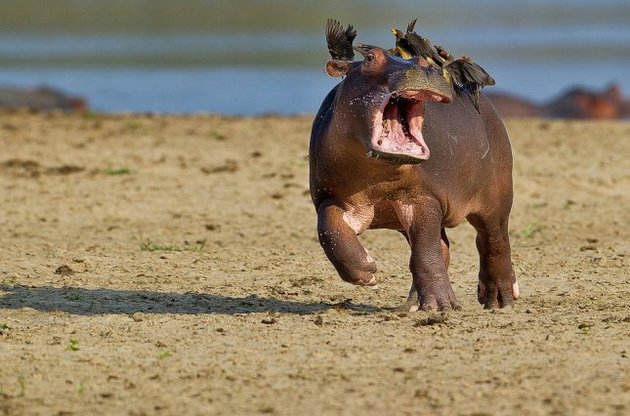 На восстановление млекопитающих, которые вымрут в ближайшие десятилетия, уйдут миллионы лет