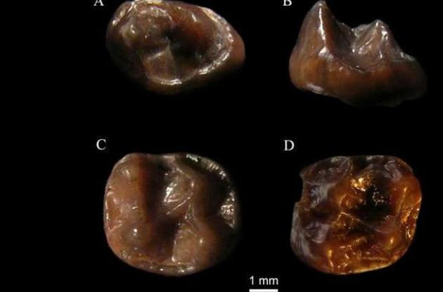 Палеонтологи обнаружили останки самой маленькой человекообразной обезьяны