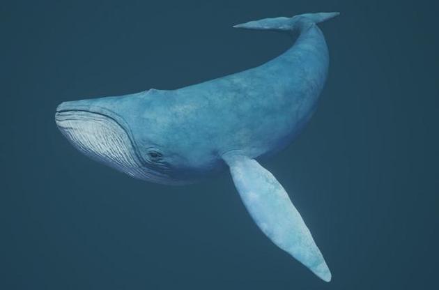 Вчені виявили "проміжну ланку" еволюції вусатих китів