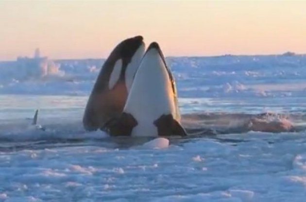 Риси характеру косаток виявилися схожі на людей і шимпанзе