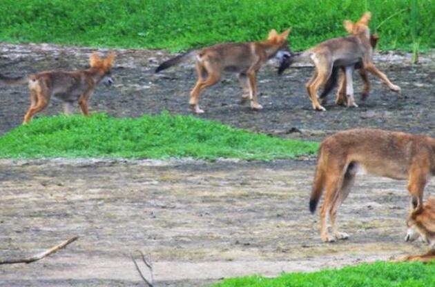 Дикие собаки сохранили гены вымерших рыжих волков