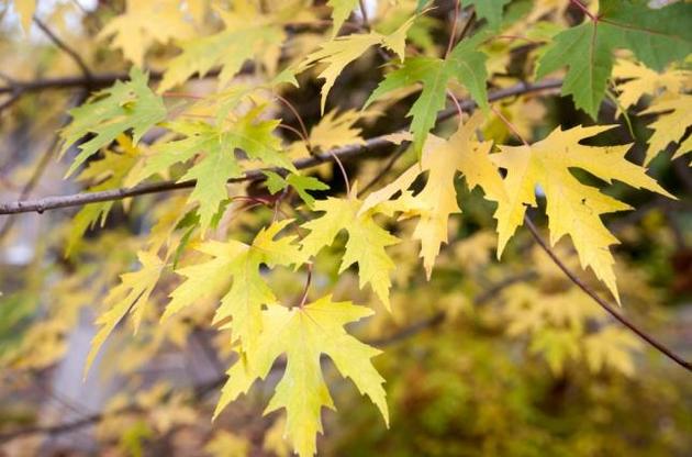 Наприкінці тижня температура знову знизиться
