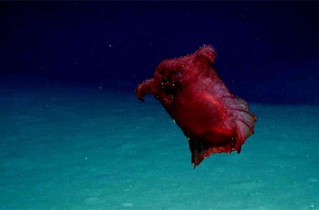 Вчені зняли на відео загадкову морську істоту
