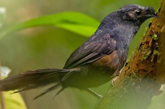 Ученые заметили в Бразилии "самую редкую птицу в мире"