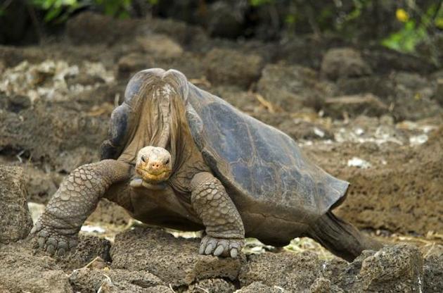 Ученые раскрыли секрет долголетия гигантских черепах
