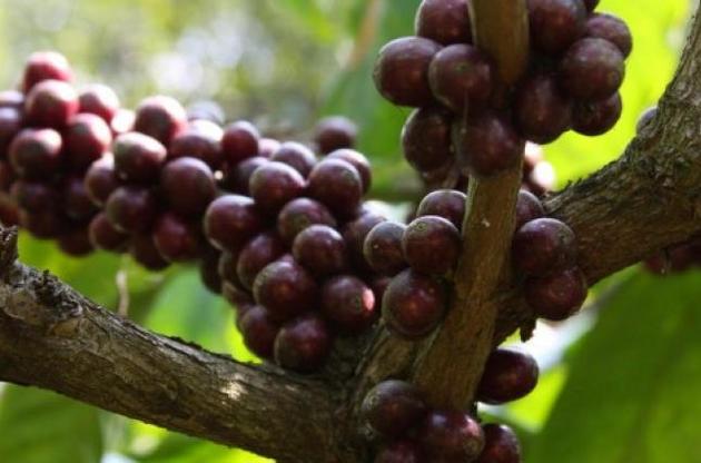 Більше половини диких видів кави знаходяться під загрозою вимирання – вчені