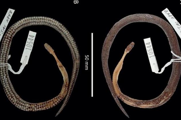 Вчені знайшли в шлунку змії рептилію невідомого виду