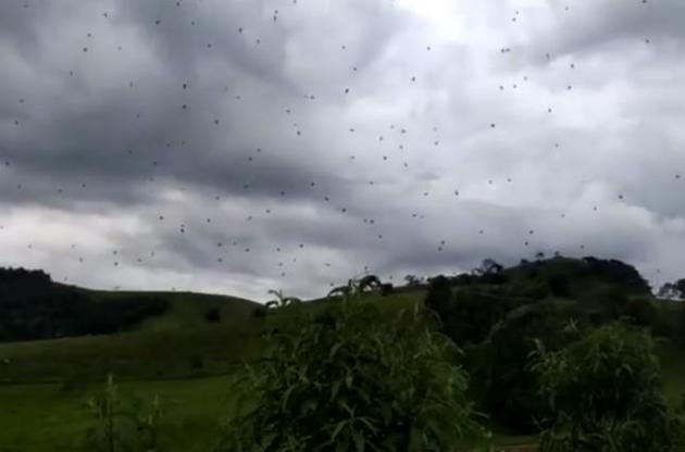 Жителі Бразилії зняли на відео "дощ з павуків"