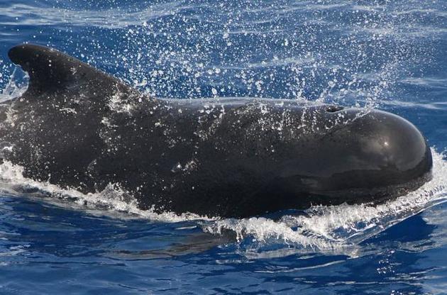 В "речи" черных дельфинов найдены диалекты