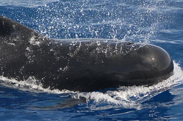 У Новій Зеландії на берег викинулося 145 дельфінів