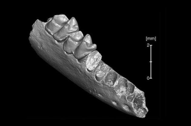 Батьківщиною стародавніх приматів може виявитися Північна Америка