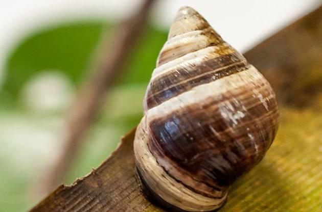 Джордж умер в возрасте 14 лет