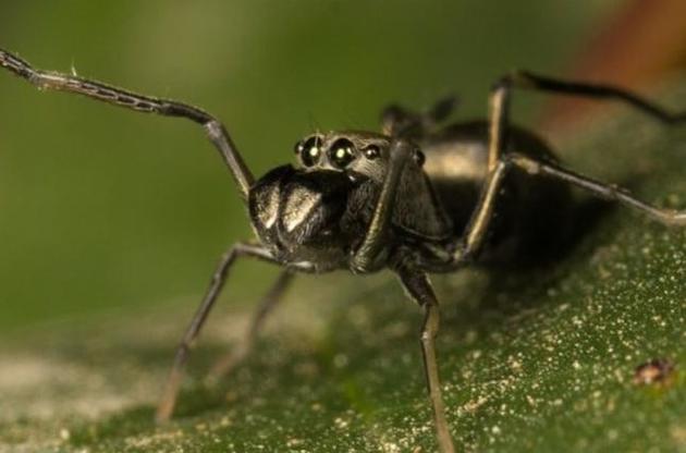 Самки вигодовують дитинчат протягом 40 днів