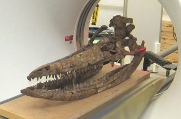 Ученые впервые восстановили в 3D череп ихтиозавра