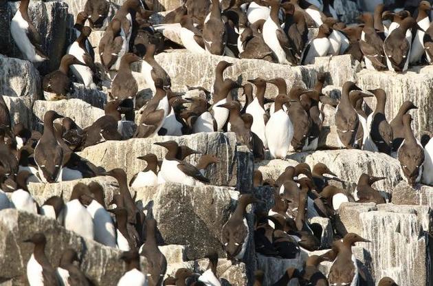 Тела птиц выбрасывает на побережье