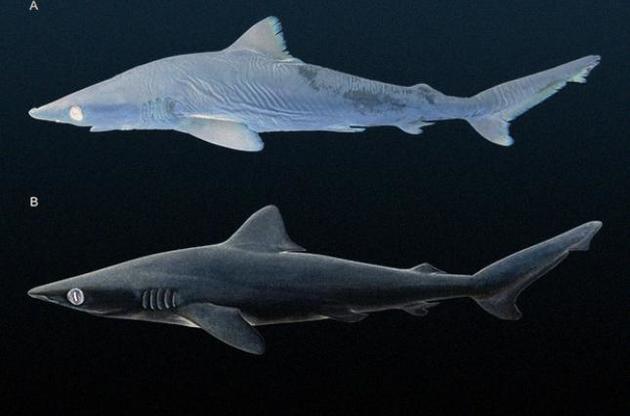 Ученые нашли в музеях новый вид акул, который уже мог вымереть