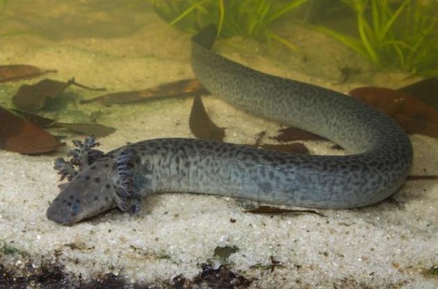 Исследователи &quot;охотились&quot; за новым видом на протяжении пяти лет