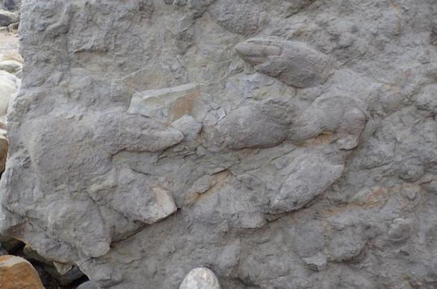 Палеонтологи виявили нові сліди динозаврів