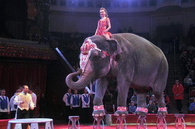 Кабмин одобрил законопроект о запрете эксплуатации животных в цирке