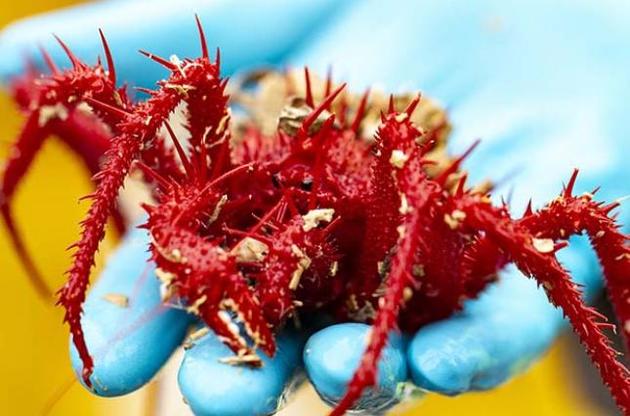 Вченим вдалося знайти кілька нових видів крабів