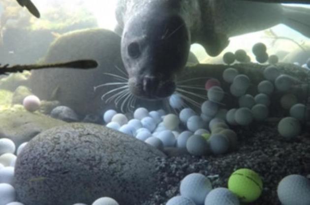 З вод Тихого океану витягли 2,5 тонни м'ячиків для гольфу