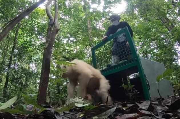 Единственного в мире орангутана-альбиноса вернули в дикую природу