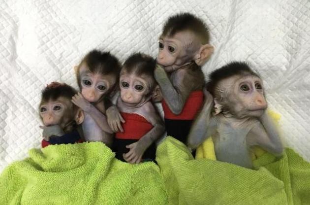 У Китаї народилися п'ять клонованих макак