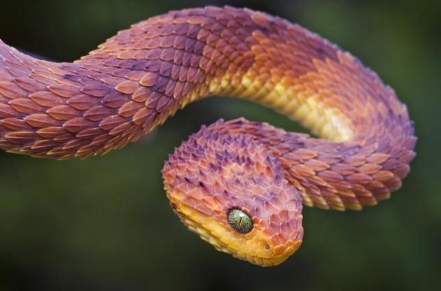 Ученые узнали, как змеи в процессе эволюции потеряли конечности