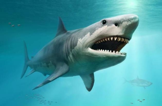 В вымирании гигантских древних акул обвинили их меньших родственников