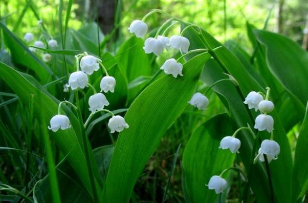 Рослини виявилися здатні запам&#039;ятовувати важкі часи