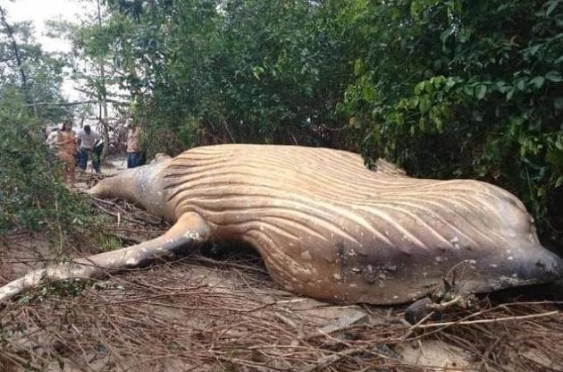 В джунглях Амазонки найден мертвый кит